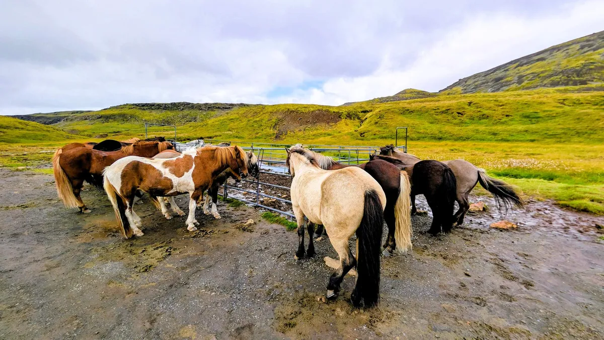 Reykjavík and the Golden Circle photo 3